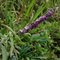 Salvia leucantha Cav.